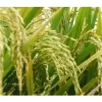 Vietnam white rice